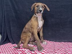 Shelter Stray Female Dog last seen , 38550 Sierra Hwy, Palmdale, CA 93550, USA