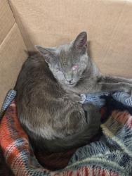 Shelter Stray Male Cat last seen Near BLOCK S SPRING ST, 3528 Newburg Rd, Louisville, KY 40218, USA