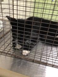 Shelter Stray Male Cat last seen Near BLOCK QUEBEC ST, 12155 Park Blvd, Brighton, CO 80601, USA