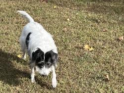 Lost Female Dog last seen Old Carolina Rd, Rocky Mount, VA 24151