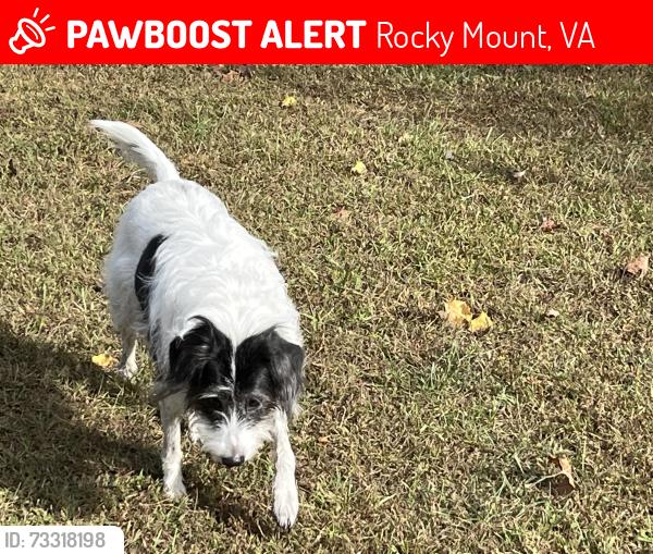 Lost Female Dog last seen Old Carolina Rd, Rocky Mount, VA 24151