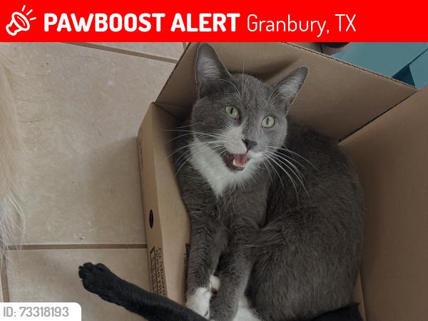 Lost Male Cat last seen Granbury Ct., Granbury, TX 76049