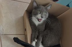 Lost Male Cat last seen Granbury Ct., Granbury, TX 76049