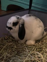 Found/Stray Unknown Rabbit last seen Near Whitlock Ave SW Ste 101 Marietta, GA 30064 United States, Marietta, GA 30064