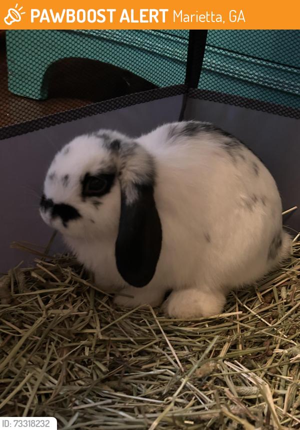 Found/Stray Unknown Rabbit last seen Near Whitlock Ave SW Ste 101 Marietta, GA 30064 United States, Marietta, GA 30064