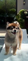 Reunited Male Dog last seen Bayshore blvd, Tampa, FL 33611