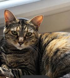 Reunited Female Cat last seen Depot road, Huntington Station, NY 11746