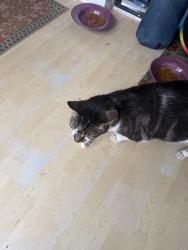 Reunited Male Cat last seen Chestnut & Central, Alameda, CA 94501