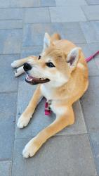 Reunited Male Dog last seen cabrillo x los padres, Santa Clara, CA 95050
