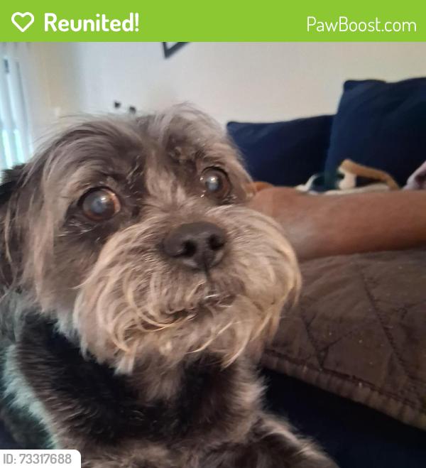 Reunited Male Dog last seen Waffle hse on Page Ave in Overland, Overland, MO 63114