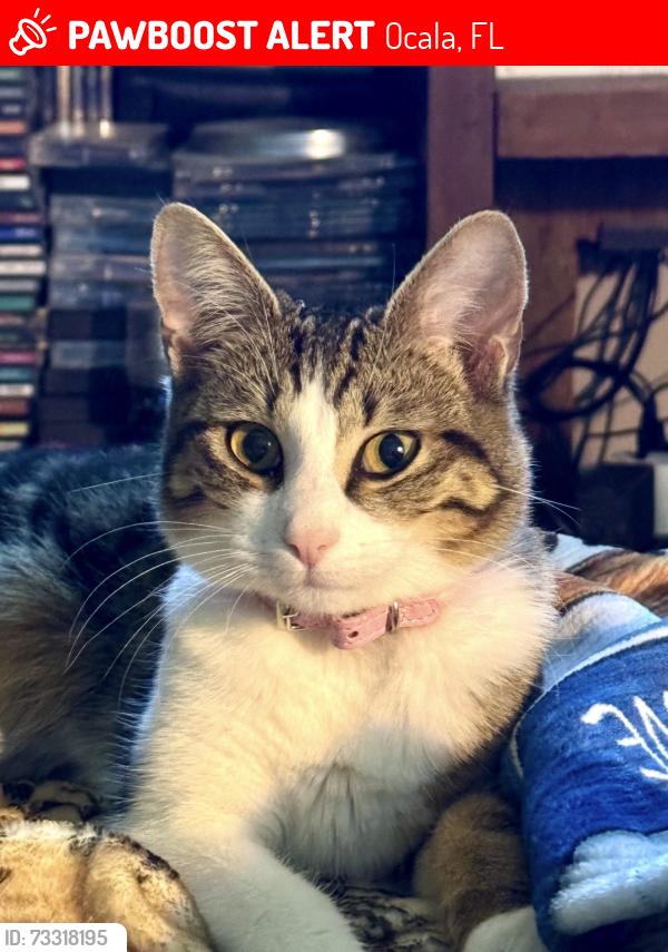Lost Female Cat last seen In the backyard - SW 82nd street Ocala Fl 34476, Ocala, FL 34476