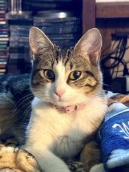 Lost Female Cat last seen In the backyard - SW 82nd street Ocala Fl 34476, Ocala, FL 34476