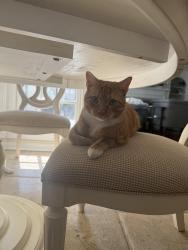 Lost Male Cat last seen Green Gables and Yellowbird Road, Nottoway County, VA 23824