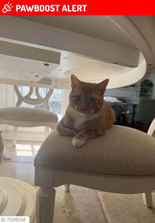 Lost Male Cat last seen Green Gables and Yellowbird Road, Nottoway County, VA 23824