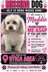 Lost Female Dog last seen Chapel hill, Utica, MS 39175