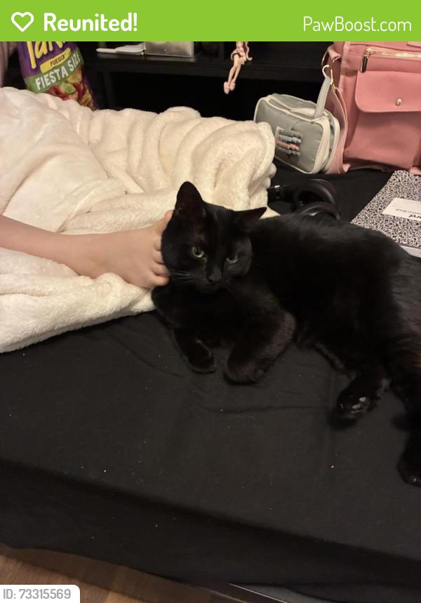 Reunited Female Cat last seen 8th ave and orange st, Tempe, AZ 85281