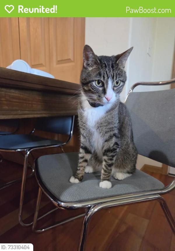 Reunited Male Cat last seen River Rock Pond, South Haven, MI 49090