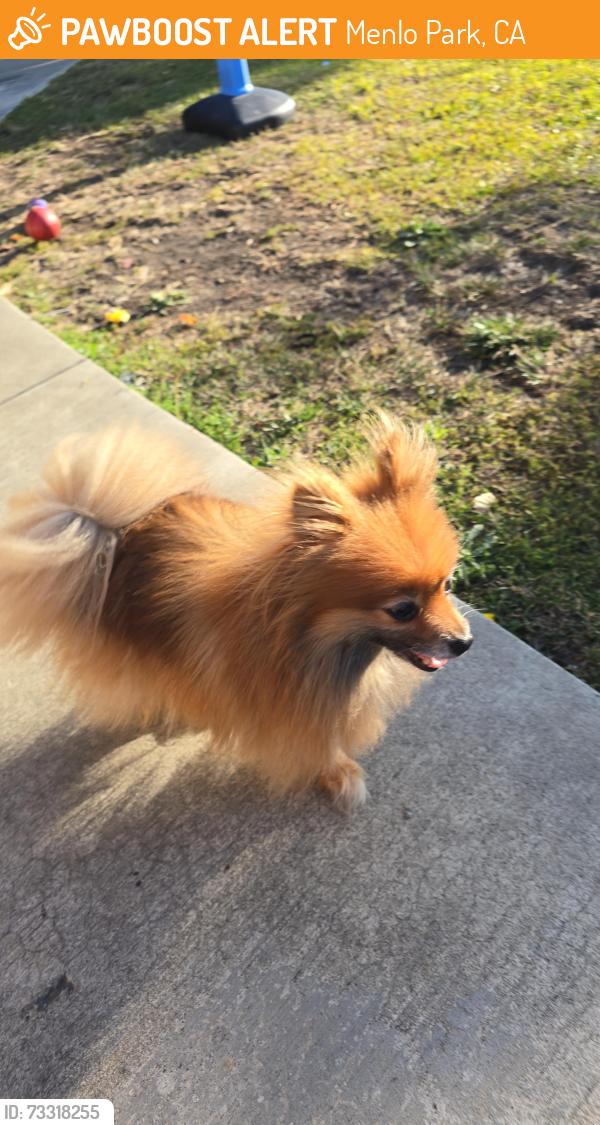 Found/Stray Unknown Dog last seen Kely Park en menlo park, Menlo Park, CA 94025
