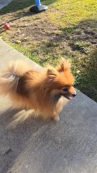 Found/Stray Unknown Dog last seen Kely Park en menlo park, Menlo Park, CA 94025