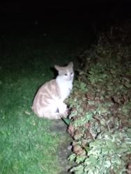 Found/Stray Unknown Cat last seen Millcraft Crescent, off McArthur Ave, Ottawa, ON K1L 6R4
