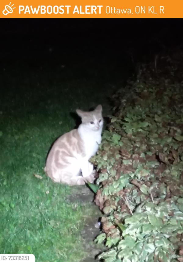 Found/Stray Unknown Cat last seen Millcraft Crescent, off McArthur Ave, Ottawa, ON K1L 6R4