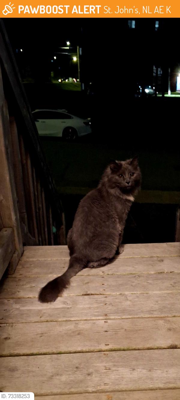 Found/Stray Unknown Cat last seen Bottom of Barachois street and Pasadena Crescent, St. John's, NL A1E 4K7