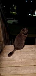Found/Stray Unknown Cat last seen Bottom of Barachois street and Pasadena Crescent, St. John's, NL A1E 4K7