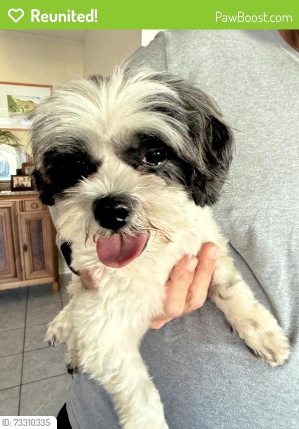Reunited Female Dog last seen Sterns and Palo Verde, Los Angeles, CA 91352
