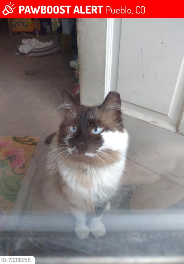Lost Male Cat last seen 31st Street, by the country club, Pueblo, CO 81008