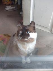Lost Male Cat last seen 31st Street, by the country club, Pueblo, CO 81008