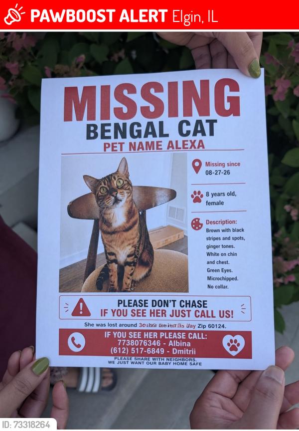 Lost Female Cat last seen Harborside way, with Tournament, Elgin, IL 60124