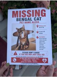 Lost Female Cat last seen Harborside way, with Tournament, Elgin, IL 60124