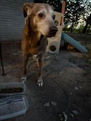 Found/Stray Female Dog last seen 12th and alameda, Norman, OK 73071