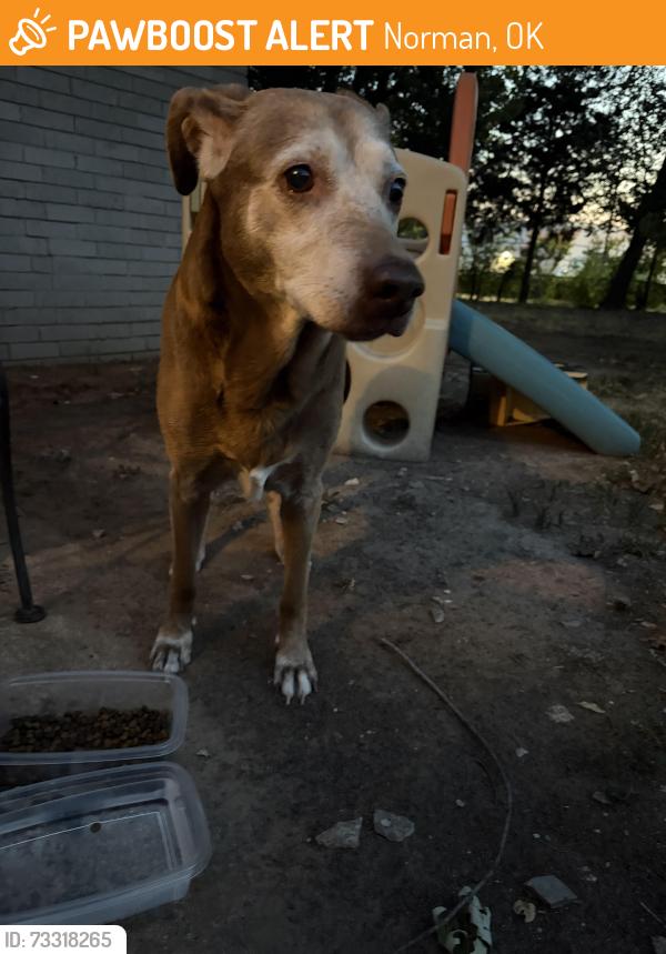 Found/Stray Female Dog last seen 12th and alameda, Norman, OK 73071