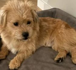Lost Male Dog last seen 214th and S Prairie Rd E, Prairie Heights, WA 98321