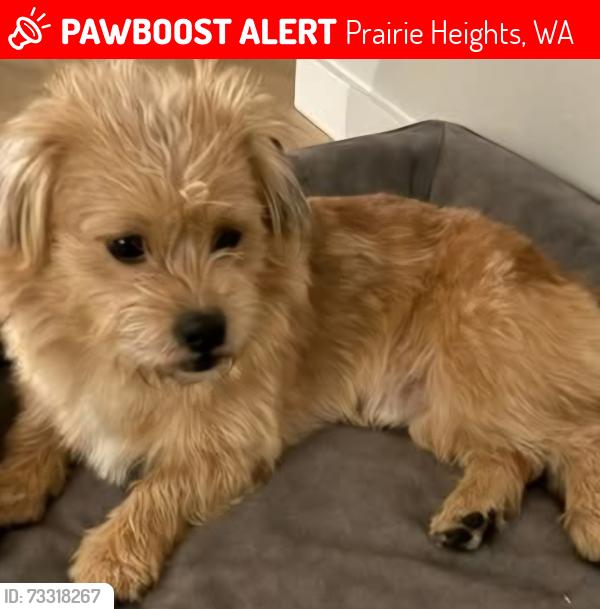 Lost Male Dog last seen 214th and S Prairie Rd E, Prairie Heights, WA 98321