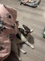 Reunited Male Dog last seen Near 11th st e, Lancaster, CA 93535