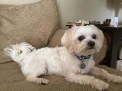 Lost Male Dog last seen Oak Grove Baptist Church, Mount Carmel, TN 37645