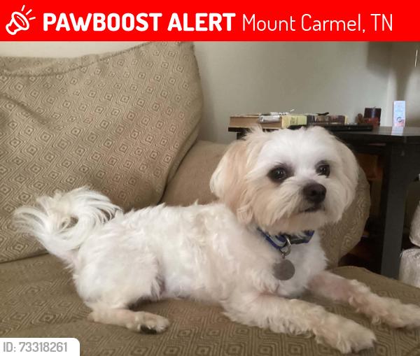Lost Male Dog last seen Oak Grove Baptist Church, Mount Carmel, TN 37645