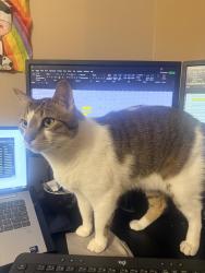 Reunited Male Cat last seen Mccrimmon brisdale, Brampton, ON L7A 2T4