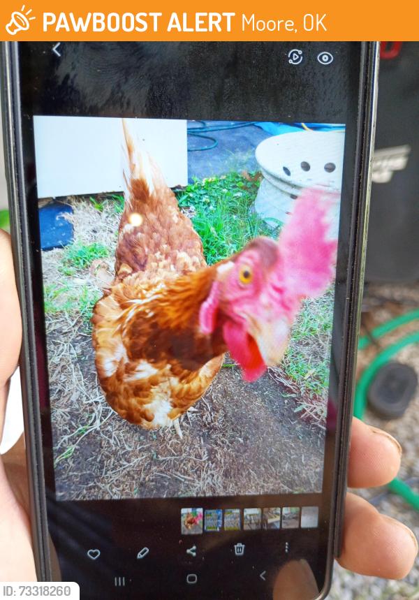 Found/Stray Unknown Other last seen 27th and Shields, Moore, OK 73160