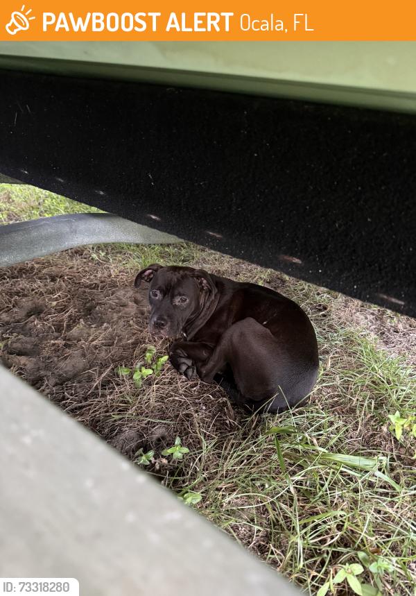 Found/Stray Male Dog last seen 59th st & 60th ave, Ocala, FL 34474