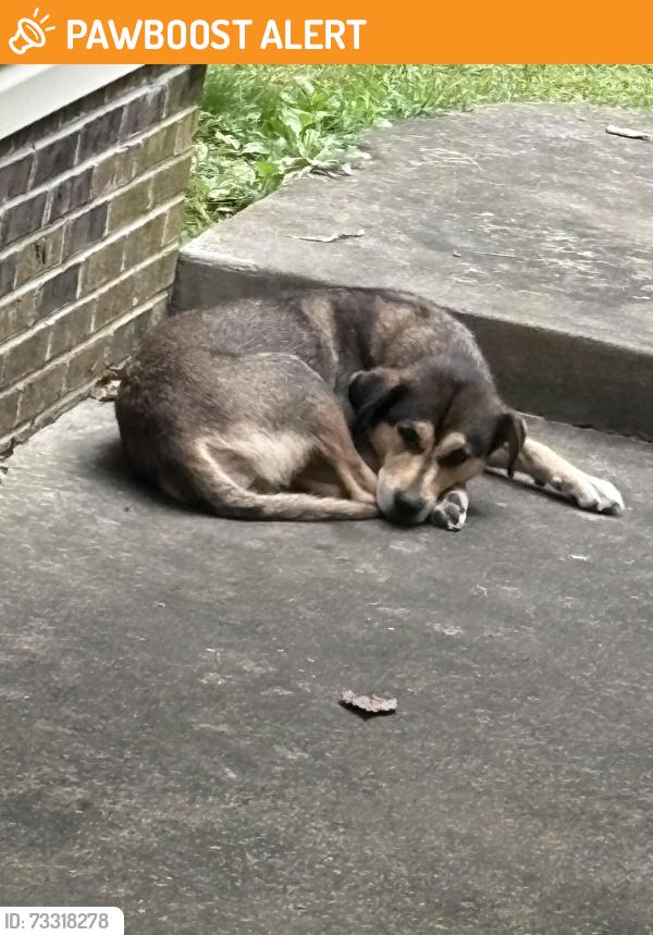 Found/Stray Female Dog last seen Coopers creek 4 mile, Kanawha County, WV 25302
