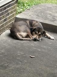 Found/Stray Female Dog last seen Coopers creek 4 mile, Kanawha County, WV 25302