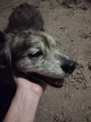 Reunited Unknown Dog last seen Colonial Middle School, Memphis, TN 38117
