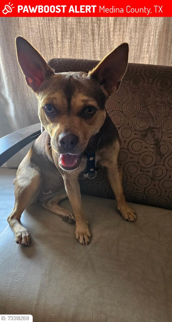 Lost Female Dog last seen Country Rd 775, Medina County, TX 78016