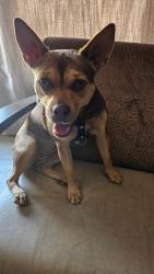 Lost Female Dog last seen Country Rd 775, Medina County, TX 78016