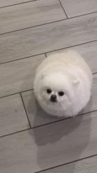 Reunited Female Dog last seen Triple Knot Court and Wigwam, Las Vegas, NV 89113