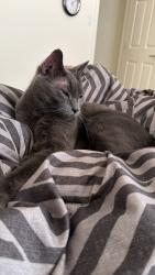 Reunited Male Cat last seen Guinevere St and Inca Rd near Idalia, Rio Rancho, NM 87144