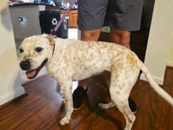 Reunited Male Dog last seen Dickinson Manor Lane, Cypress, TX 77433